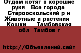 Отдам котят в хорошие руки - Все города, Старооскольский р-н Животные и растения » Кошки   . Тамбовская обл.,Тамбов г.